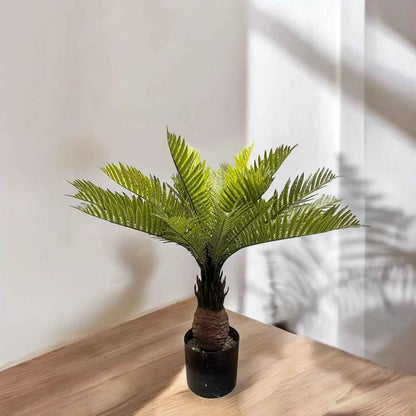 KANGI PALM