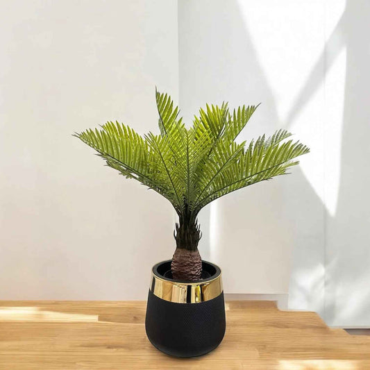 KANGI PALM
